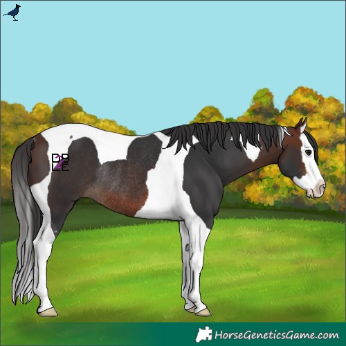 Horse Color:Brown Splash Tobiano Rabicano 