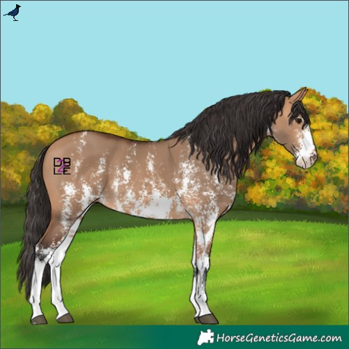 Horse Color:Bay Dun Sabino 