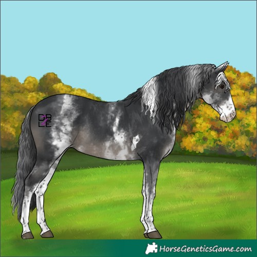 Horse Color:White Spotted Black Tobiano Rabicano 