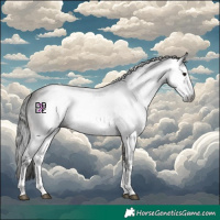 Horse Color:Gray White Spotted Bay Sabino 