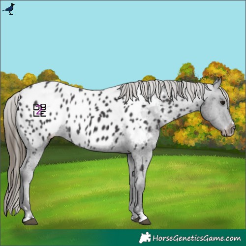 Horse Color:Smoky Black Near Leopard Rabicano