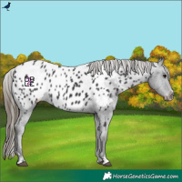 Horse Color:Smoky Black Near Leopard Rabicano 