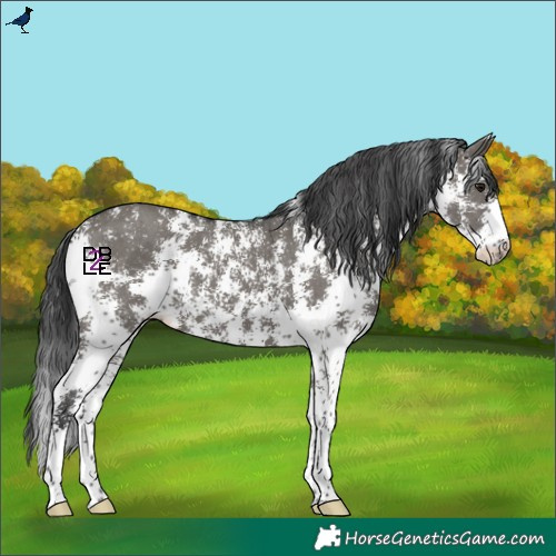 Horse Color:Grullo Sabino 