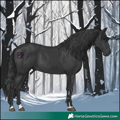 Horse Color:Black 