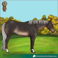 Horse Color:Silver Brown Rabicano