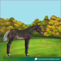 Horse Color:Silver Brown Rabicano 