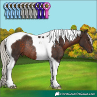 Horse Color:Silver Brown Tobiano Rabicano 