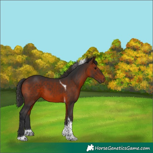 Horse Color:Bay Tobiano 
