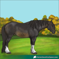 Horse Color:Buckskin Tobiano 