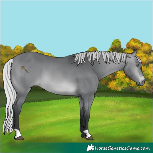 Horse Color:Silver Brown Chinchilla 