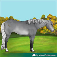 Horse Color:Silver Brown Chinchilla 