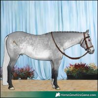 Horse Color:Silver Bay Chinchilla 