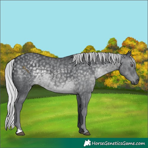 Horse Color:Silver Black Chinchilla 