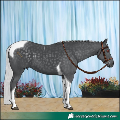 Horse Color:Silver Black Chinchilla Tobiano 