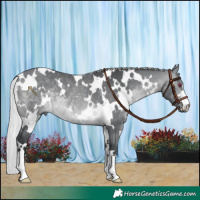 Horse Color:White Spotted Silver Brown Chinchilla 