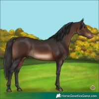 Horse Color:Brown Sabino