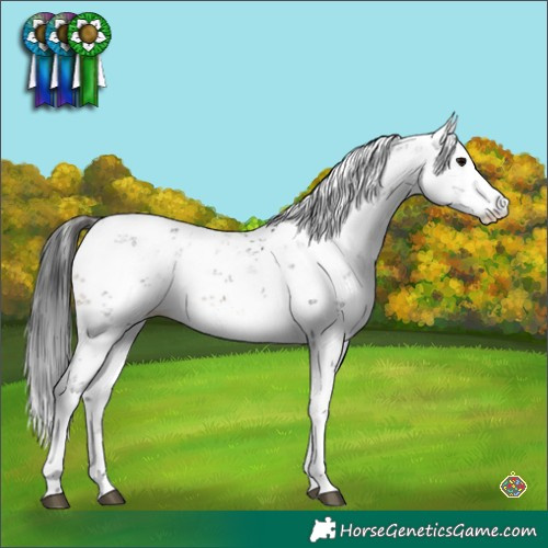 Horse Color:Brown Sabino Blanket Rabicano 