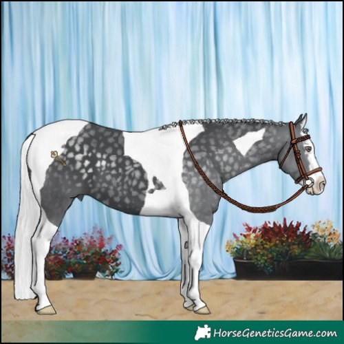 Horse Color:Silver Black Chinchilla Splash Tobiano