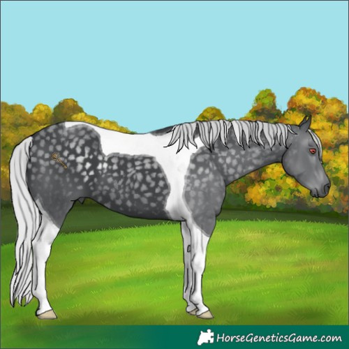 Horse Color:Silver Black Chinchilla Tobiano 