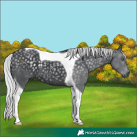 Horse Color:Silver Black Chinchilla Tobiano 