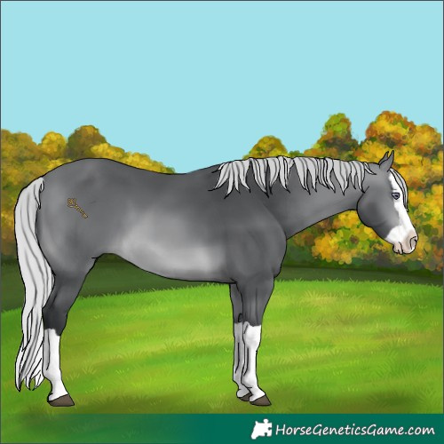 Horse Color:Silver Brown Chinchilla Splash
