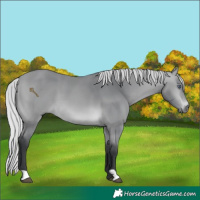 Horse Color:Silver Bay Chinchilla 