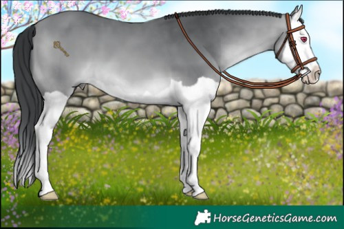 Horse Color:Bay Chinchilla Splash