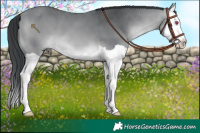 Horse Color:Bay Chinchilla Splash 