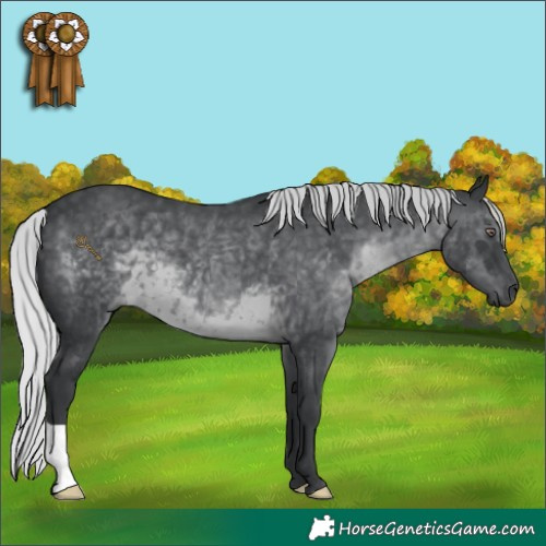 Horse Color:Silver Black Chinchilla 