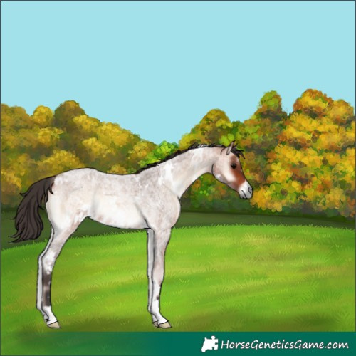 Horse Color:White Spotted Bay Roan Onyx 