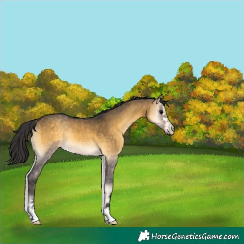 Horse Color:Buckskin Onyx 