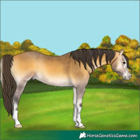 Horse Color:Buckskin Onyx 