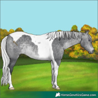 Horse Color:Silver Brown Chinchilla Tobiano 
