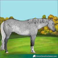 Horse Color:Silver Grullo Chinchilla 