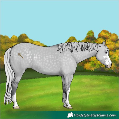 Horse Color:Silver Grullo Chinchilla 