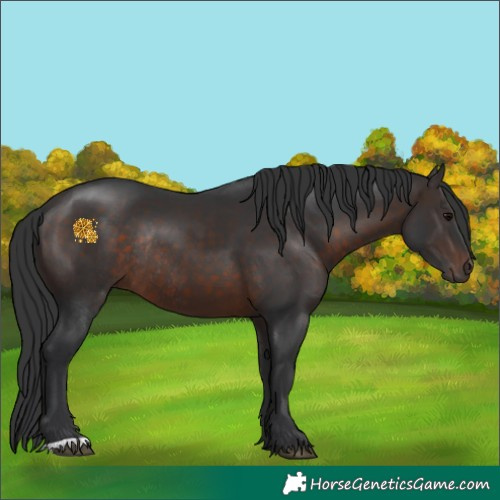 Horse Color:Brown Rabicano 