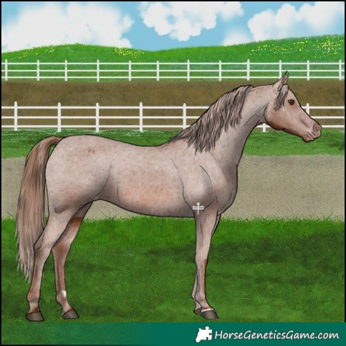 Horse Color:Chestnut Appaloosa 