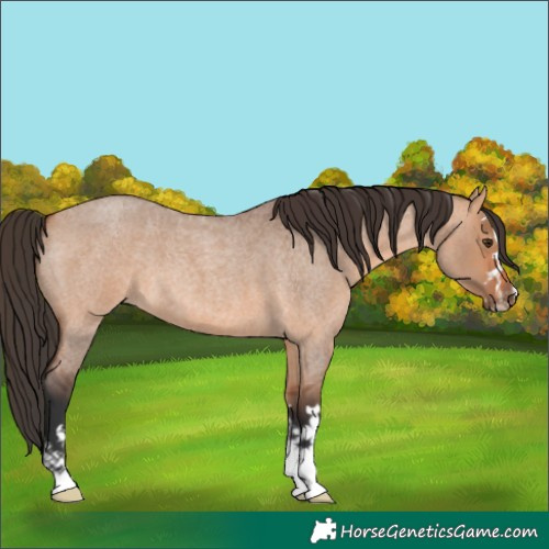 Horse Color:Bay Roan Dun 