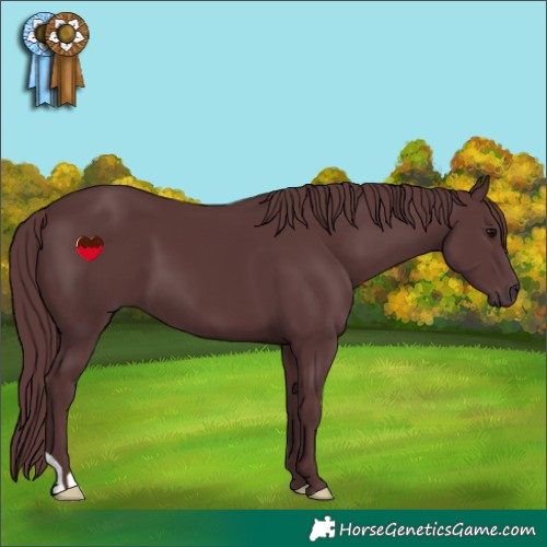 Horse Color:Chocolate Black 