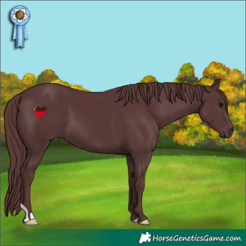 Horse Color:Chocolate Black 