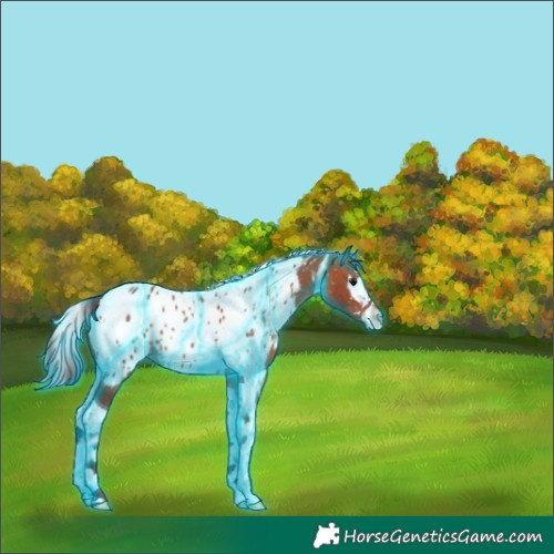 Horse Color:Thunderstruck Chocolate Bay Sabino Splash Tobiano Near Leopard 
