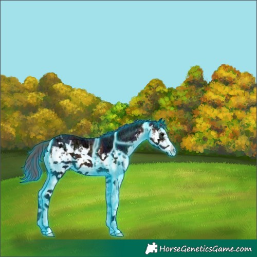 Horse Color:Nacre Thunderstruck White Spotted Bay Ice 