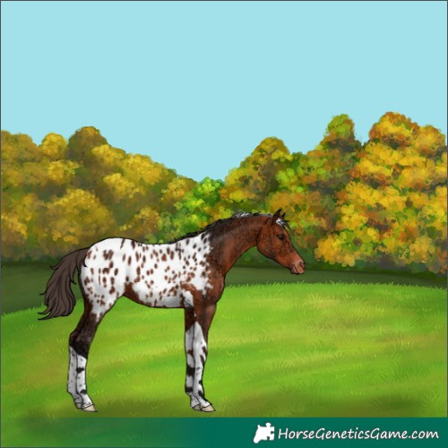 Horse Color:Bay Ice Tobiano Appaloosa 