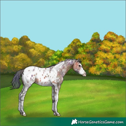 Horse Color:Nacre Brown Ice Sabino Tobiano Appaloosa 