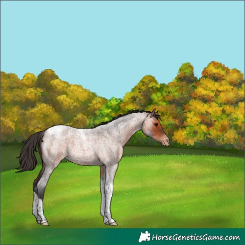 Horse Color:Bay Roan Tobiano Appaloosa 