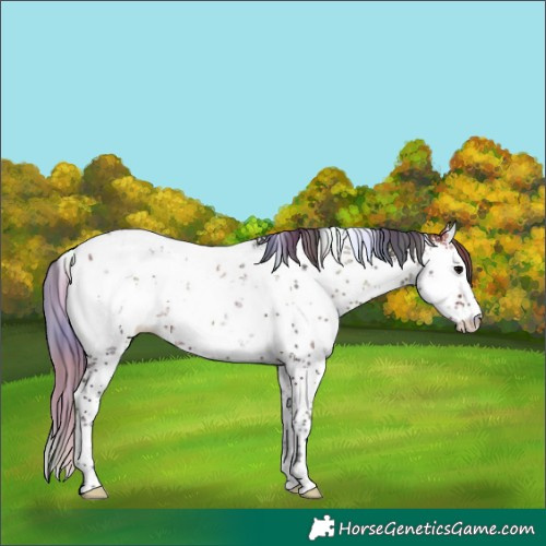 Horse Color:Nacre White Spotted Bay Ice Onyx Sabino Appaloosa 
