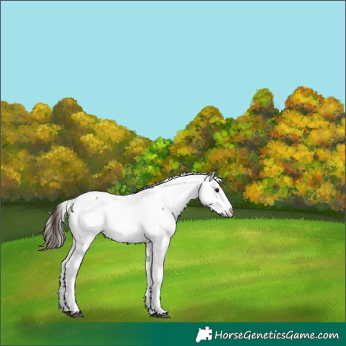 Horse Color:White Spotted Bay Appaloosa 