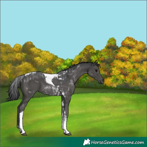 Horse Color:Black Tobiano 