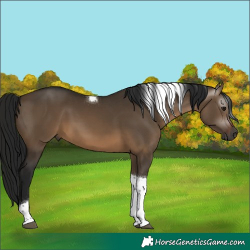 Horse Color:Gray Brown Dun Tobiano 