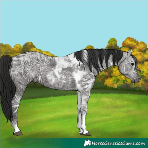 Horse Color:Gray Smoky Black Ice Tobiano 